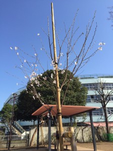 20154.1桜の木