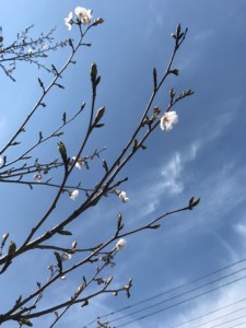 2017.4.7桜